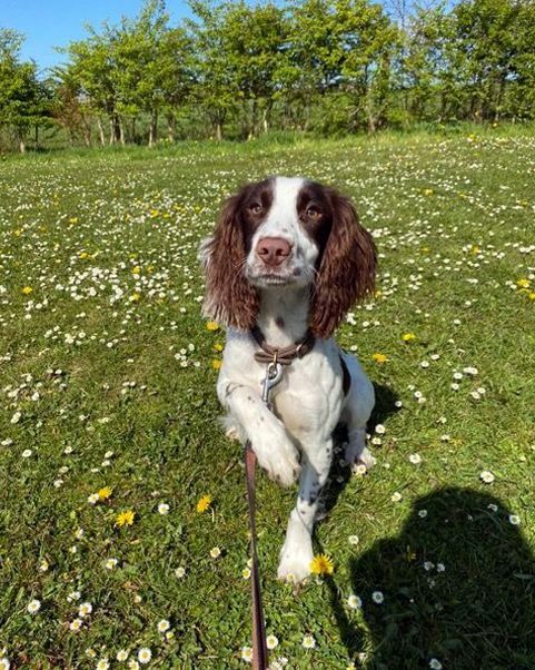 spaniel in field