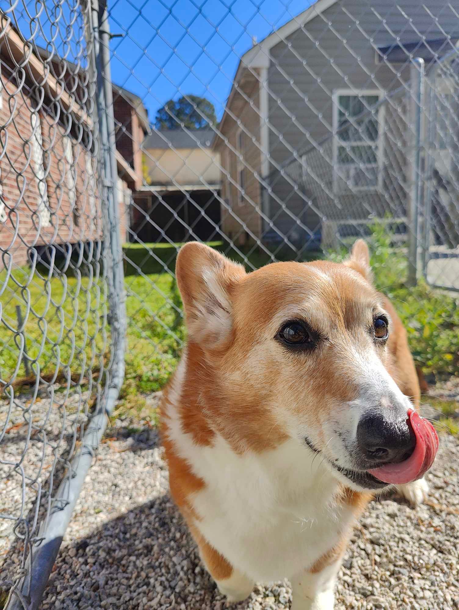Corgi dog with brown and white fur, licking its nose by a wire fence, with buildings in the background.