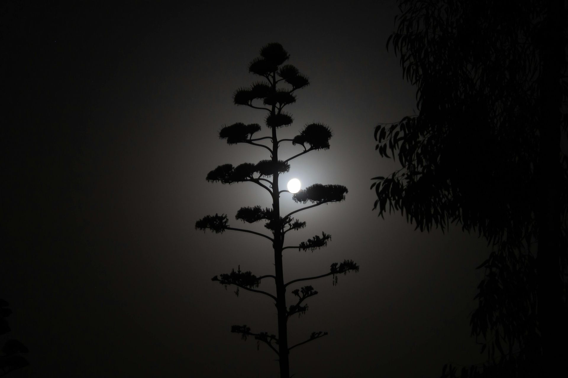 Silhouetted tree against a bright full moon in a dark night sky