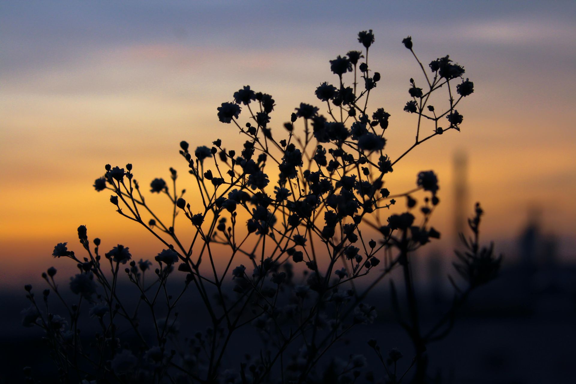Silhouetted wildflowers against a soft orange sunset sky