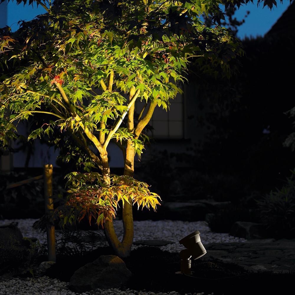 A small tree lit by a spotlight in a dark garden at night.