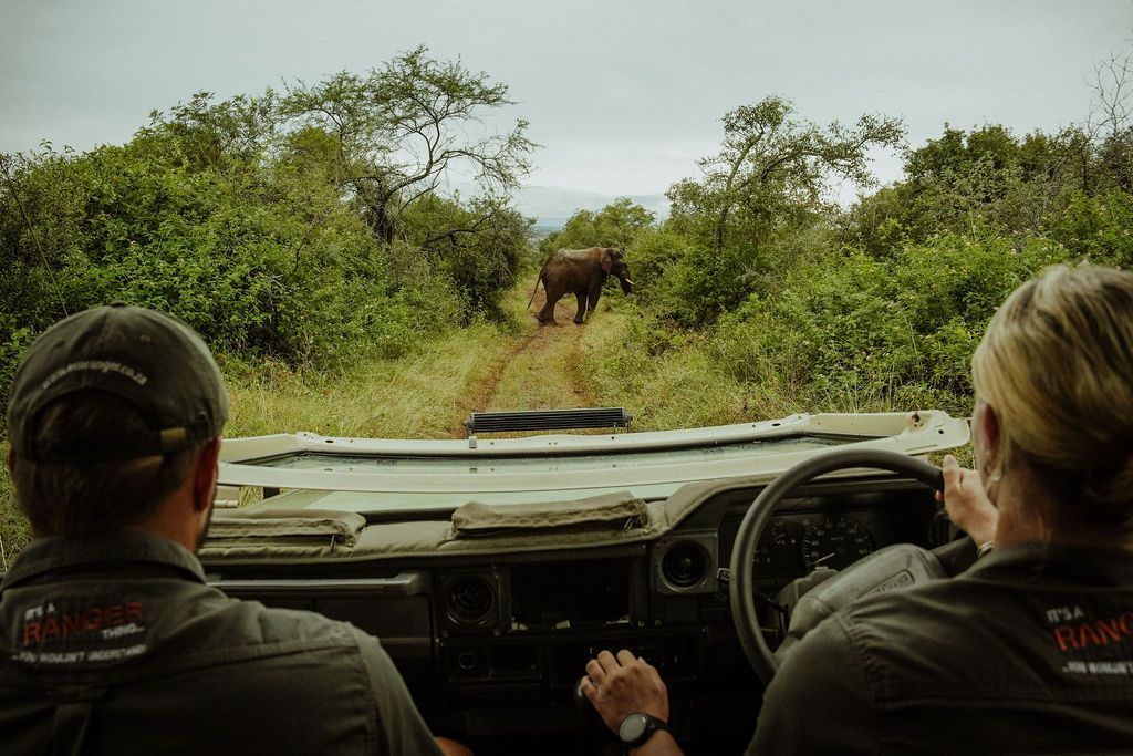 Safari vehicle approaching an elephant on a dirt track through dense green brush