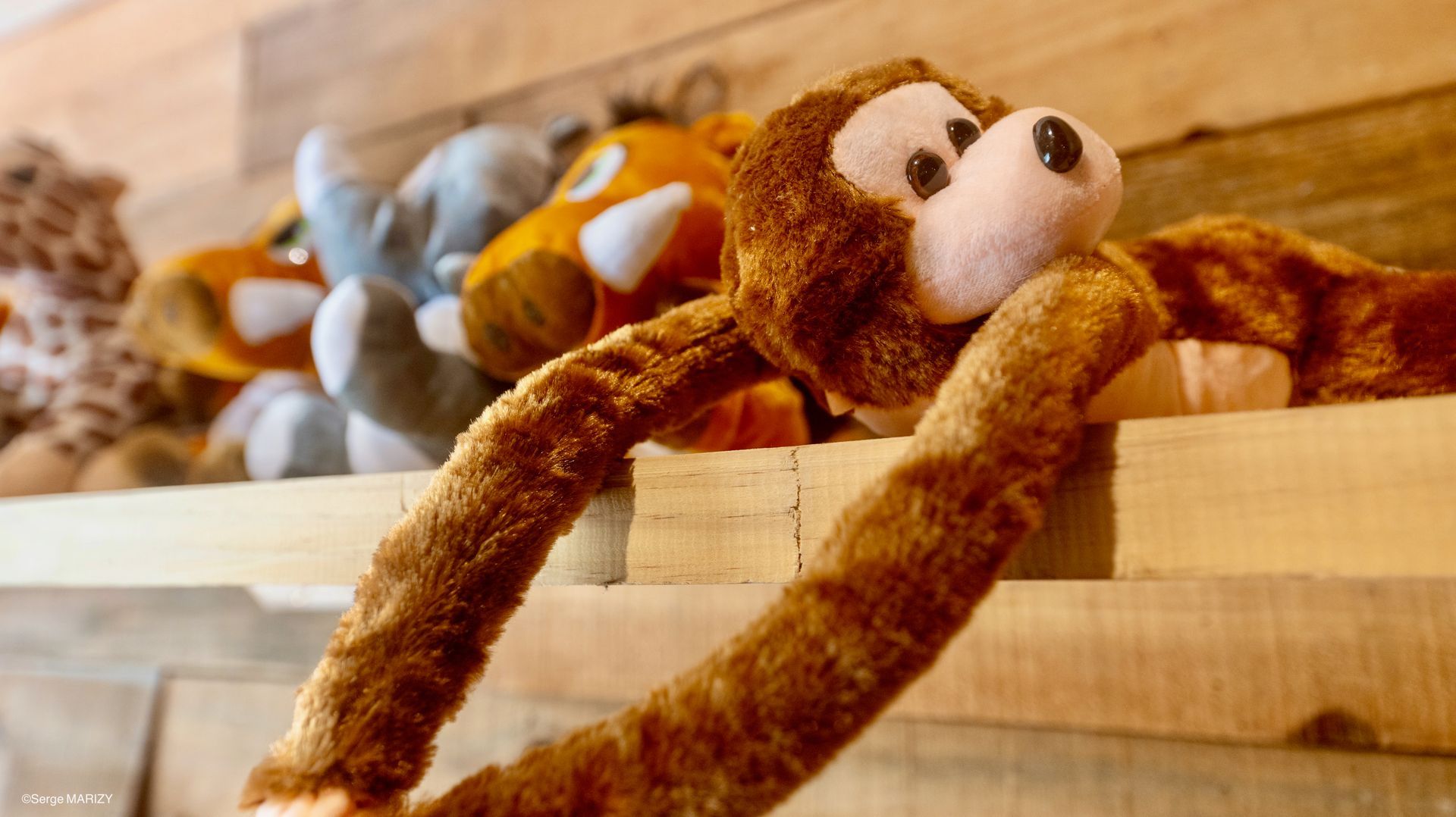 Stuffed monkeys with long arms and legs lying in a wooden crate, with one brown plush toy in front.