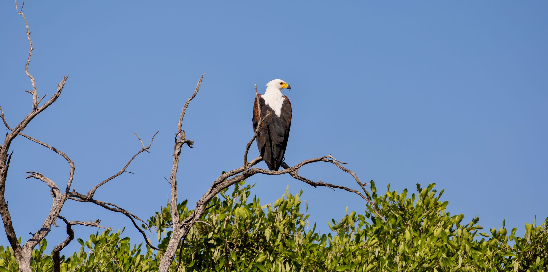 Bald eagle perched on a tree branch above green foliage against a blue sky
