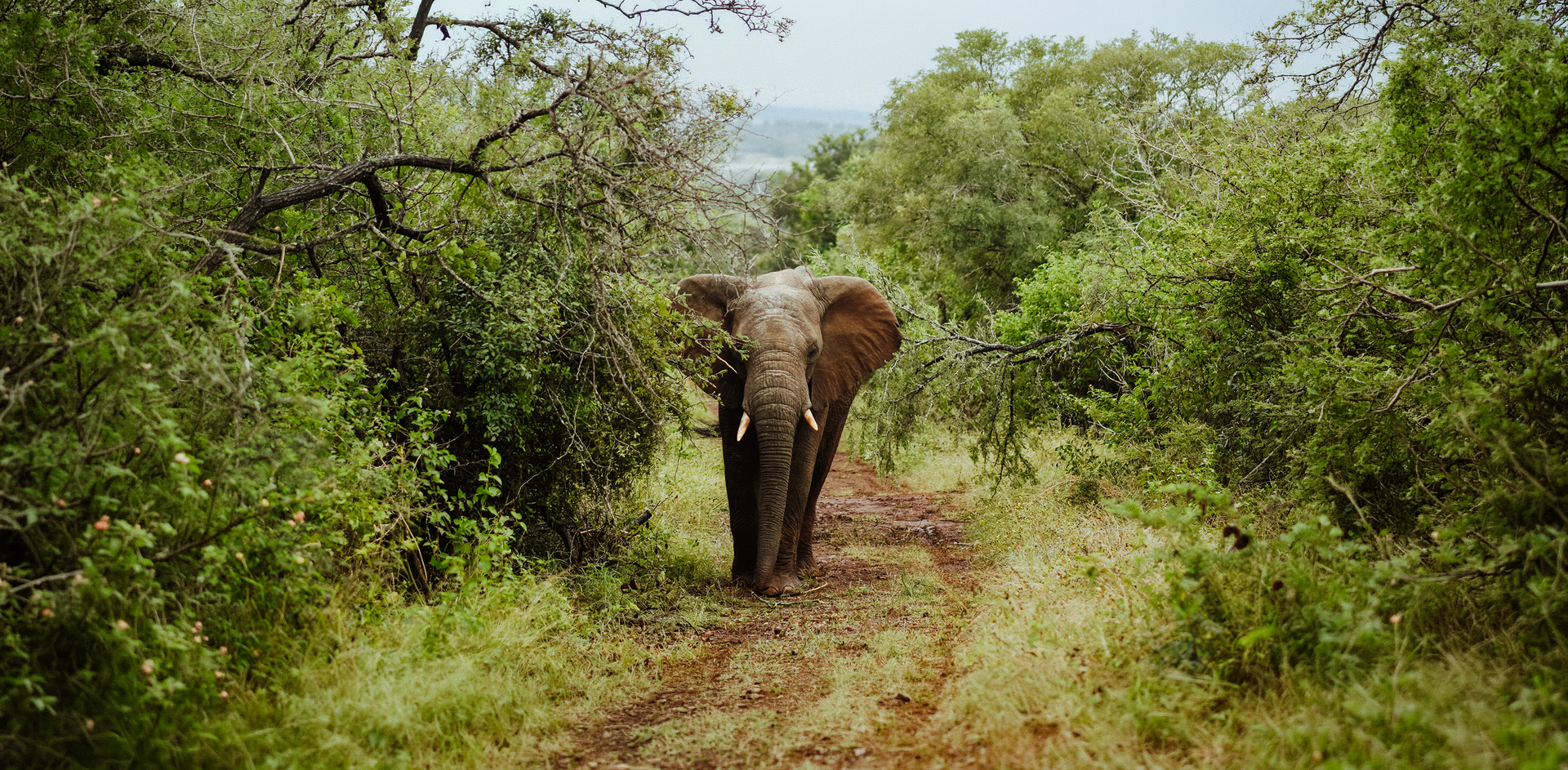 Two elephants standing in dense green brush, one facing forward in a wooded area.