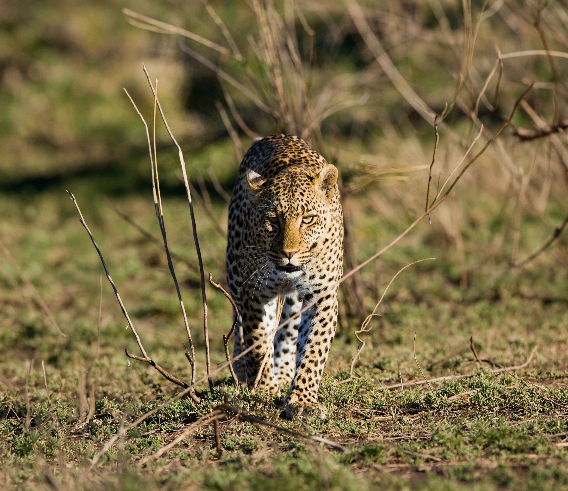 Leopard walking through dry grass, facing forward in a sunny savanna.