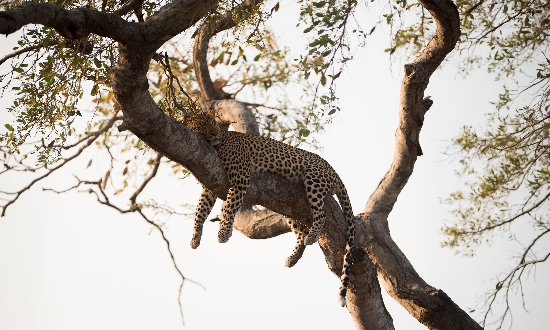 Leopard resting on a tree branch in bright daylight