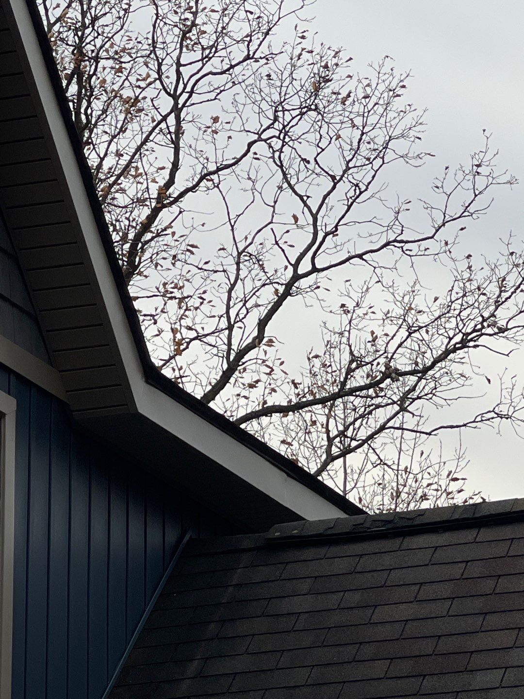Bare tree branches above a dark blue house roof under a gray sky