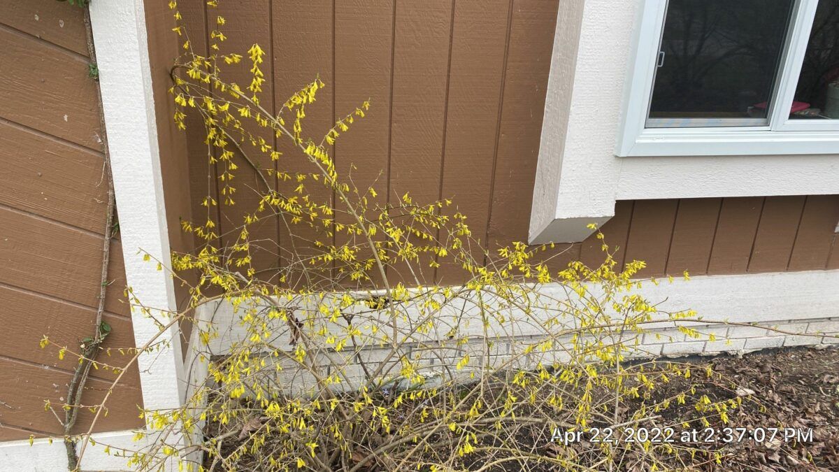 Yellow flowering shrub against brown house siding and white trim beside a window.