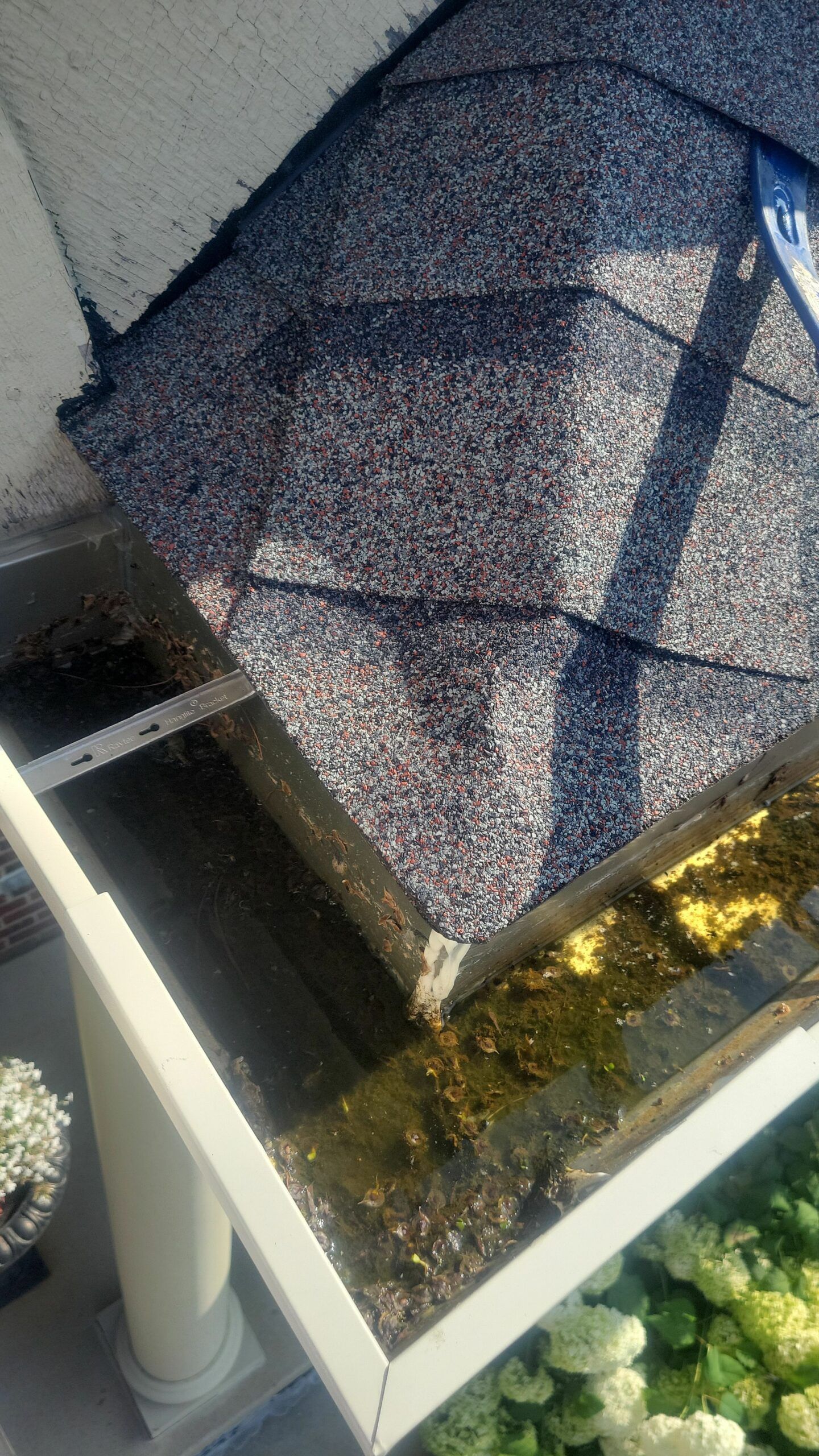 Blue-gray shingled roof beside a white gutter and dense green foliage