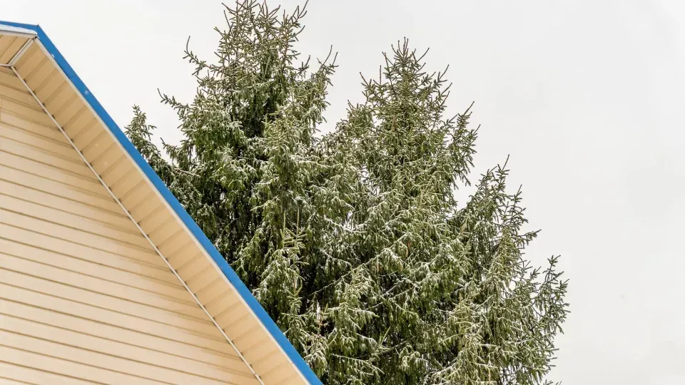 Snow-dusted evergreen trees beside a beige house with blue trim under an overcast sky