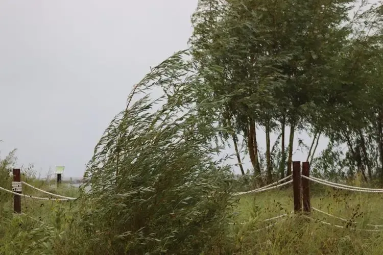 Wind-bent trees and tall grass in a stormy field behind a rope fence