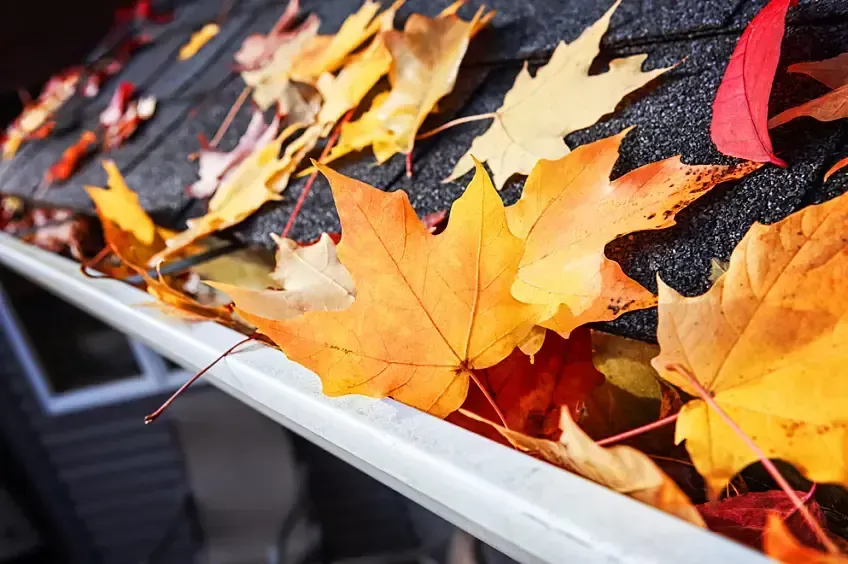 Colorful autumn leaves gathered on a black car windshield and silver roof edge