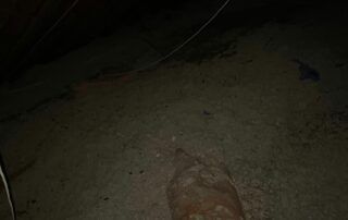 Dim outdoor ground with a small animal or object near the center and a dark shape in the upper right.