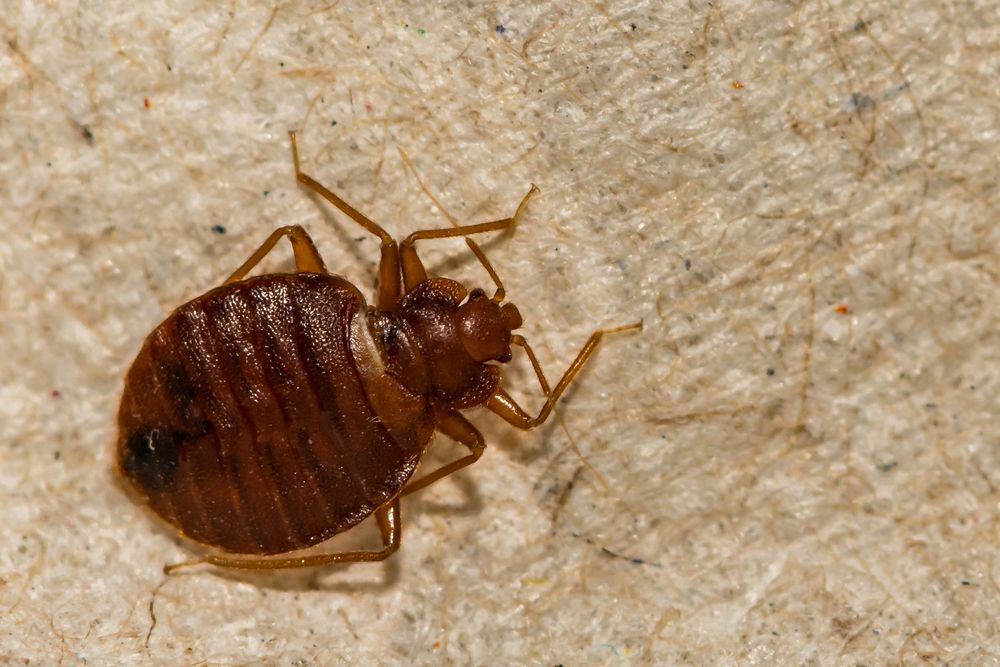 Close-up of a brown bed bug on a light fabric surface