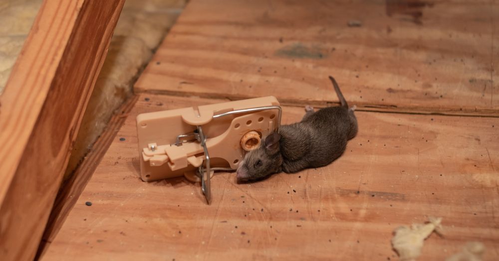 Dead mouse beside a beige mousetrap on a wooden floorboard