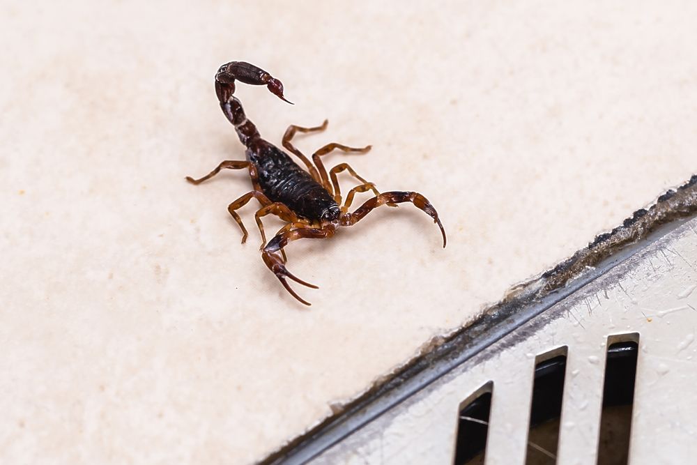 Dark scorpion on a light surface near a vent grille.