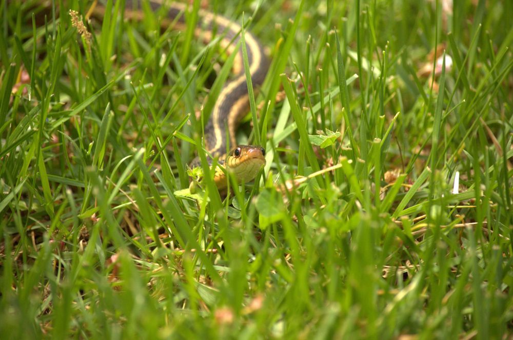 Snake slithering through tall green grass