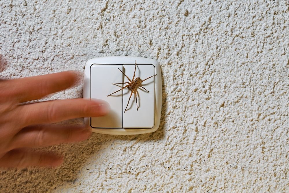 Hand on a wall light switch with a large spider on the switch plate