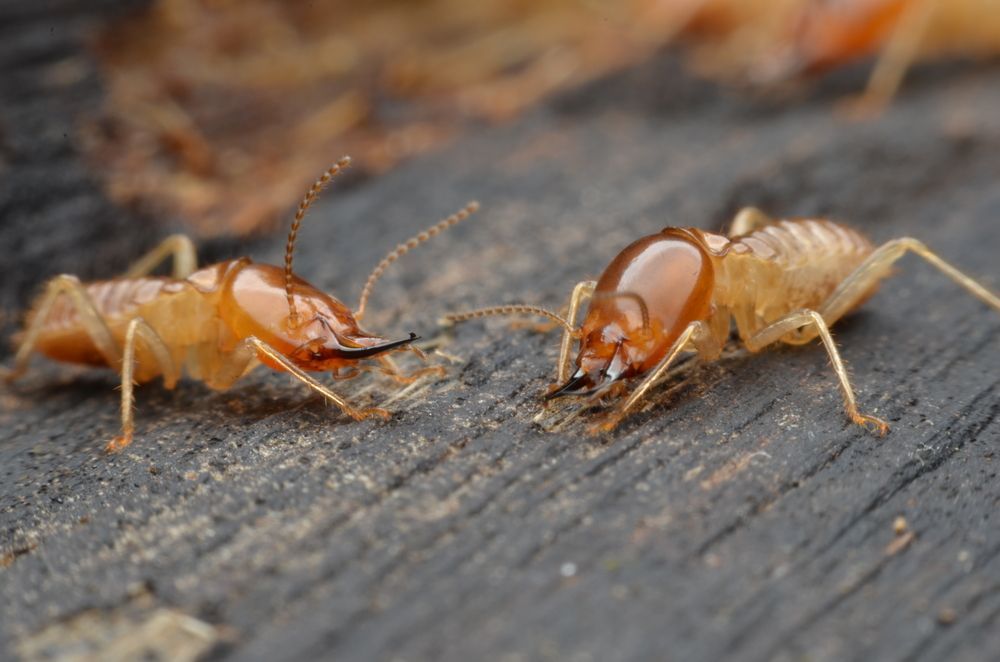 Two orange ants facing each other on a gray wooden surface, one with open mandibles