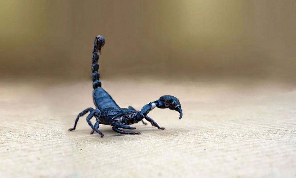 Blue scorpion on a sandy surface with tail raised