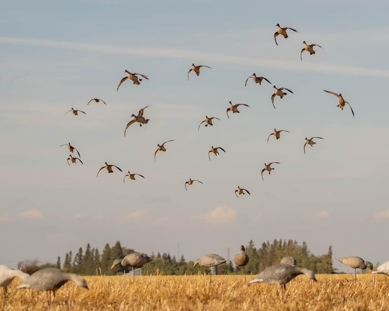 duck guide Canada