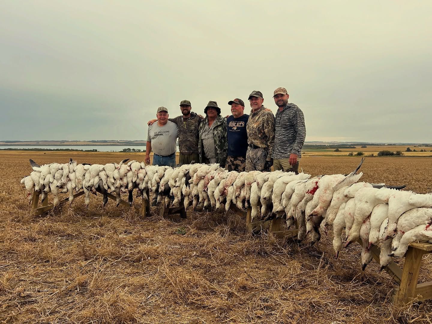 hunt geese in Canada