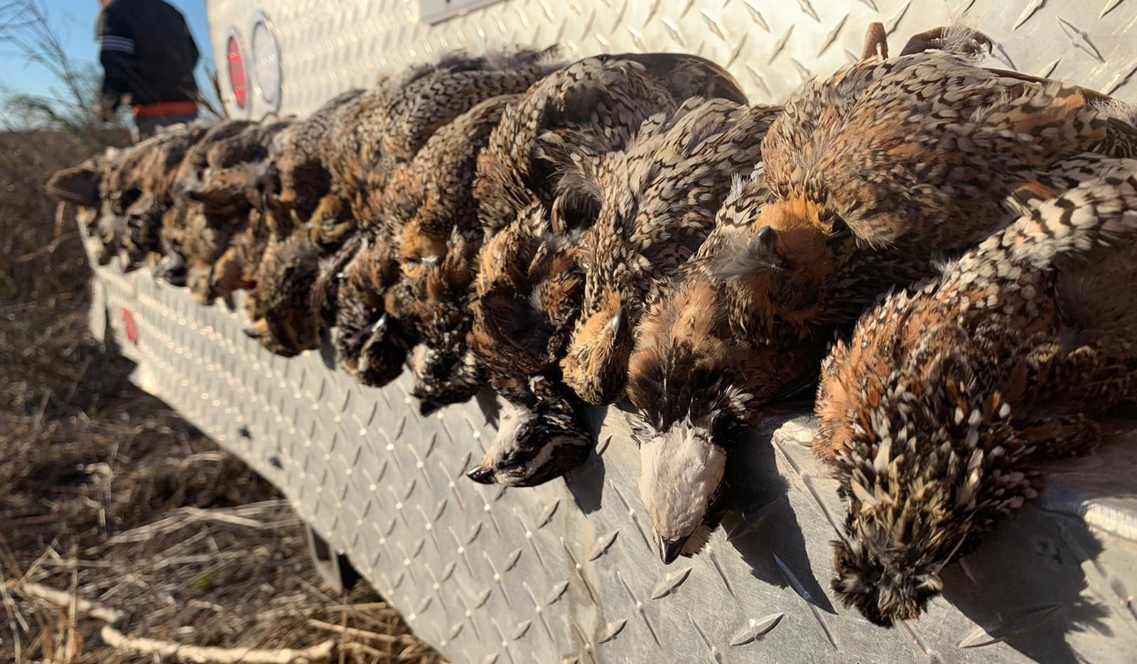 quail hunting guide in Mexico
