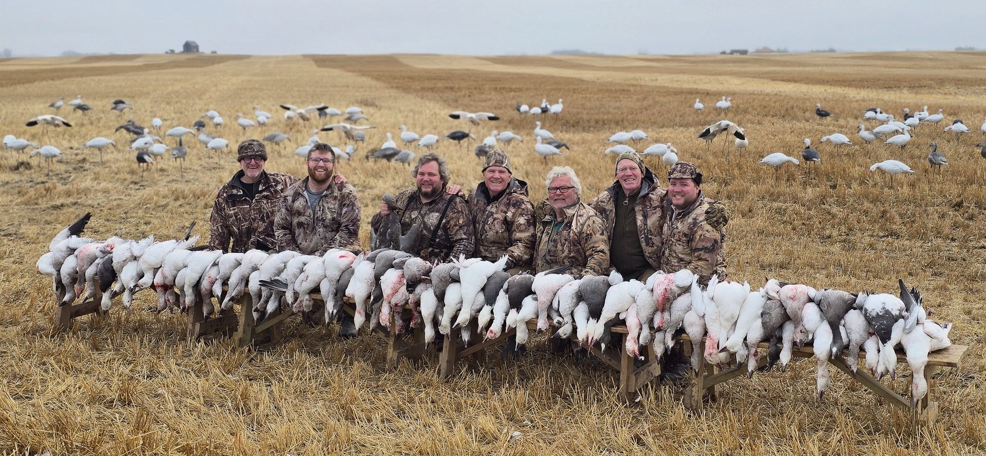 People posing with a large flock of geese in a dry field