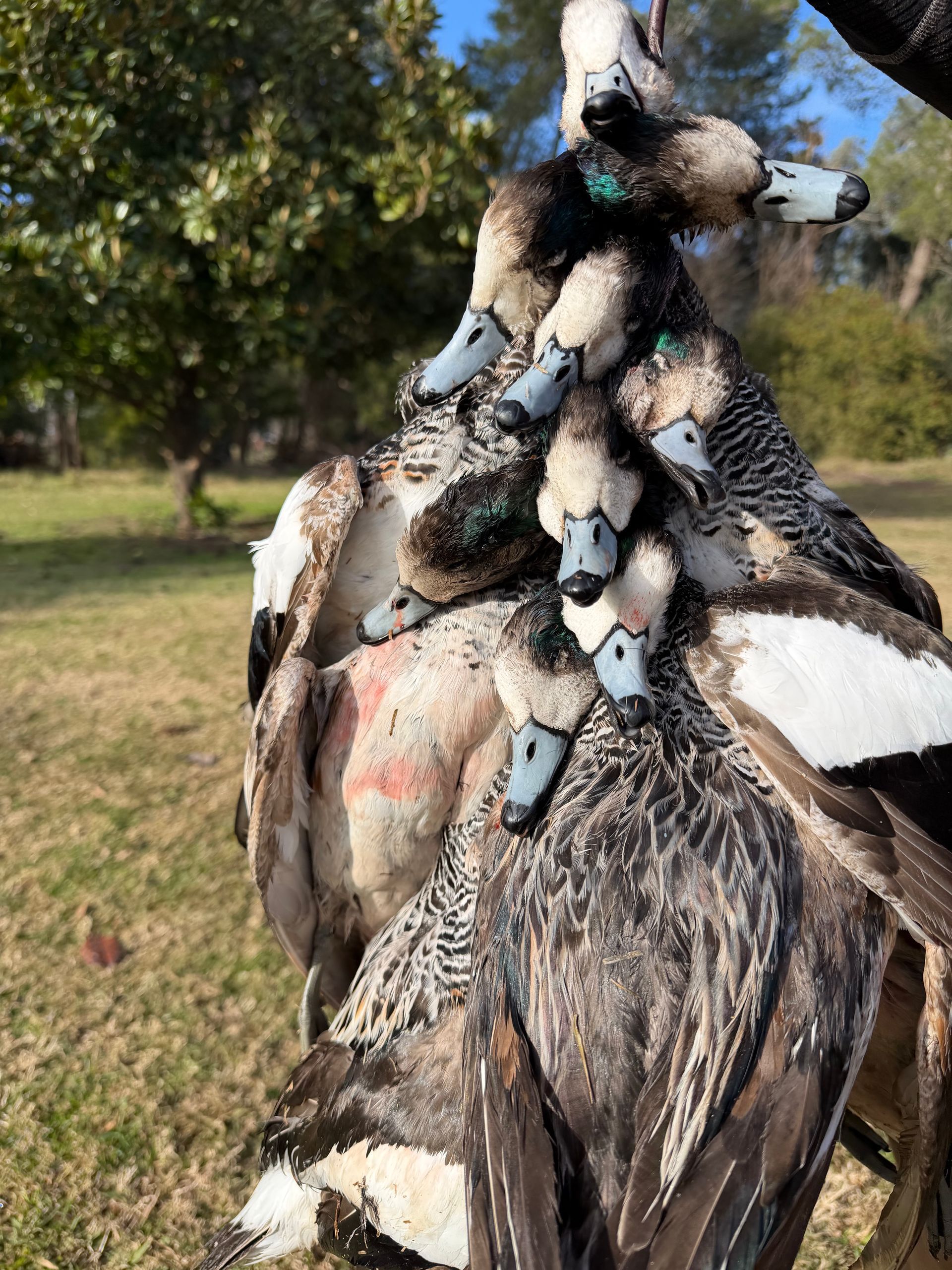 Non-stop waterfowl hunts in Argentina