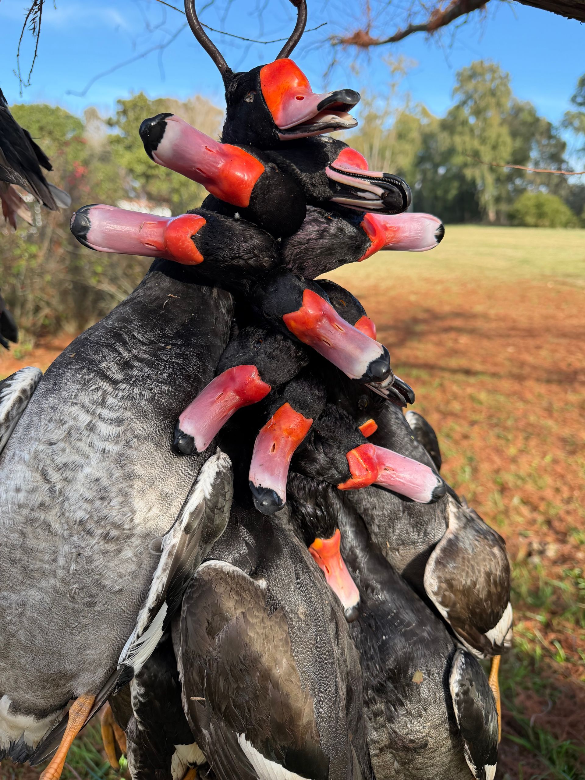 hunting ducks