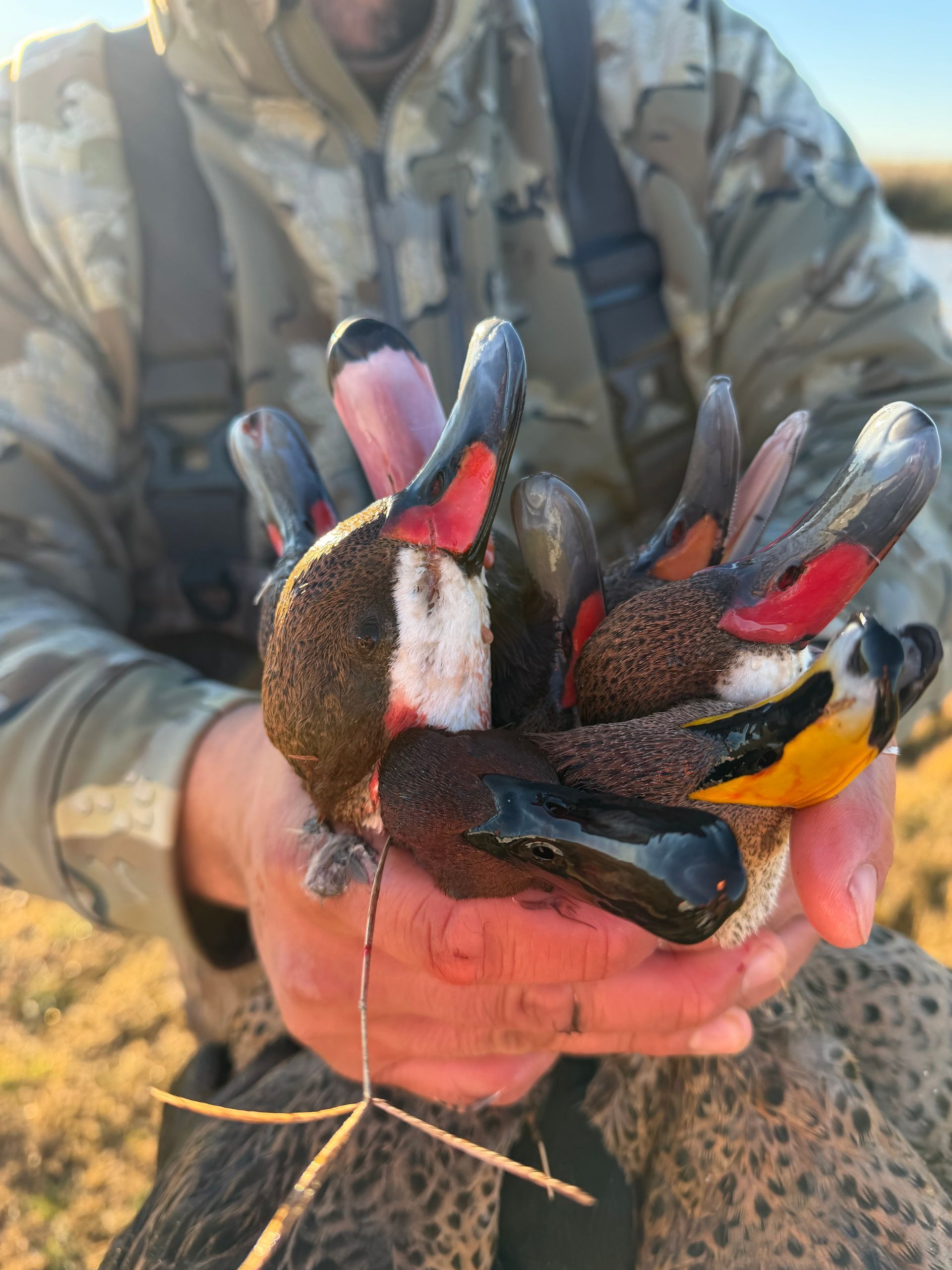 Shoot a variety of duck species each day while hunting