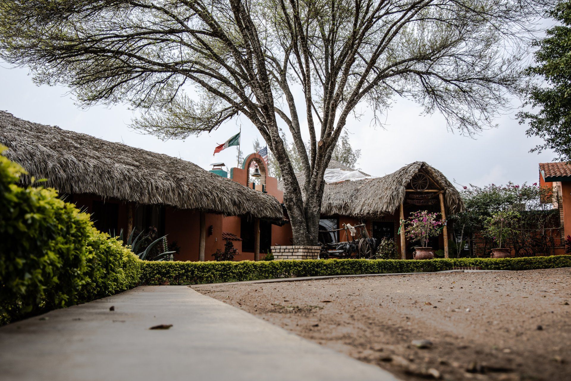 Thatched-roof lodge courtyard with large tree and a concrete path leading to the entrance