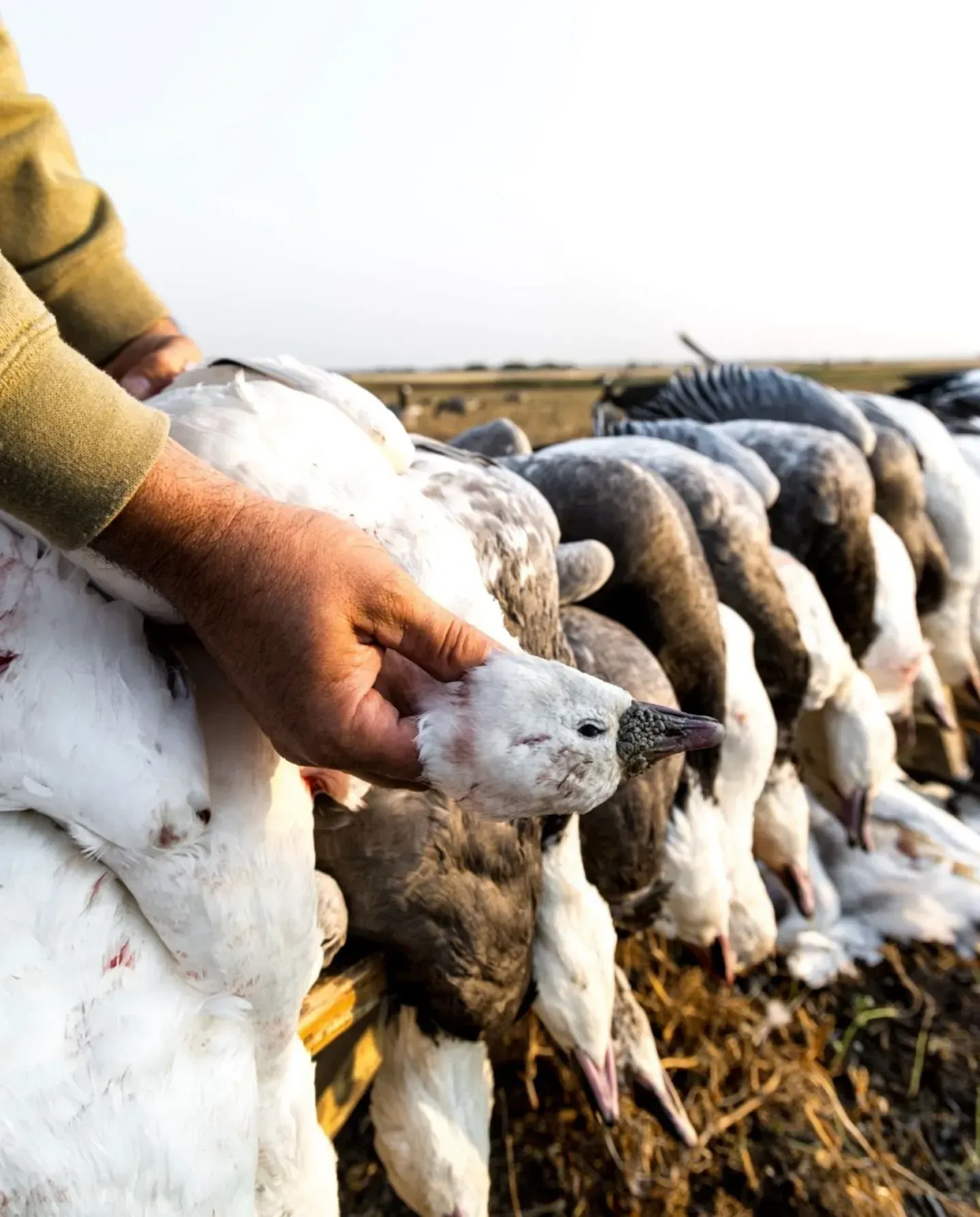 bird hunts Canada