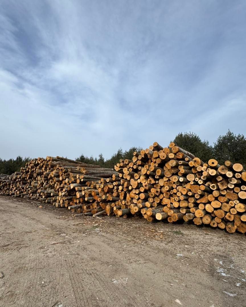 Piles of cut logs stacked along a dirt road under a blue sky