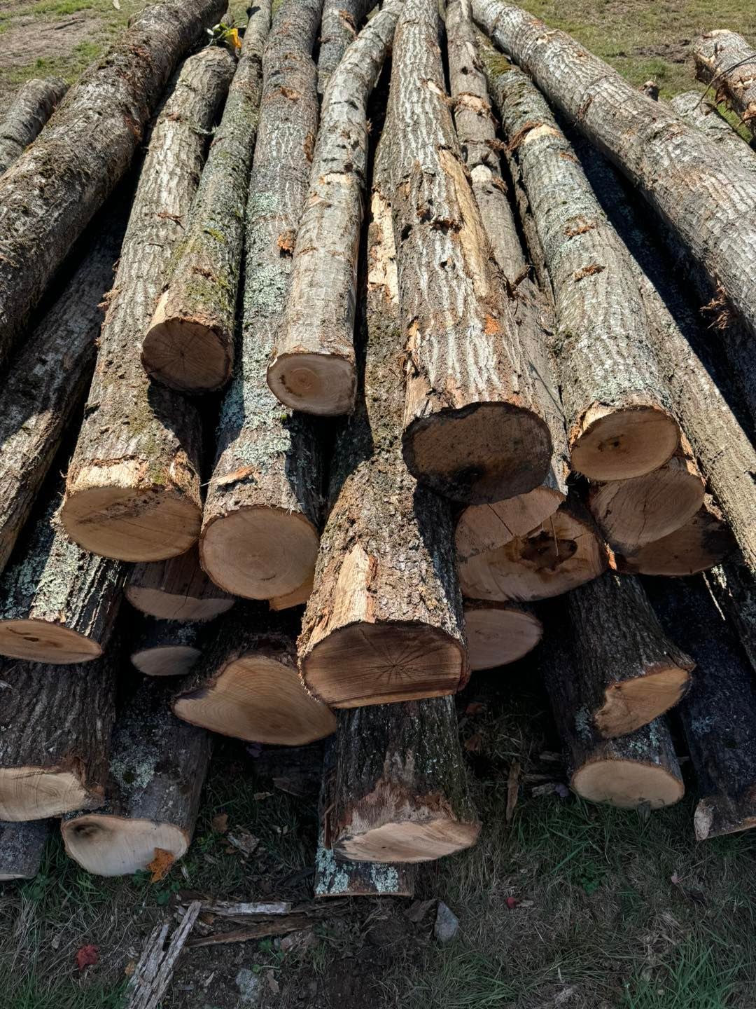 Stacked cut logs piled outdoors on grass, showing round ends and bark-covered sides