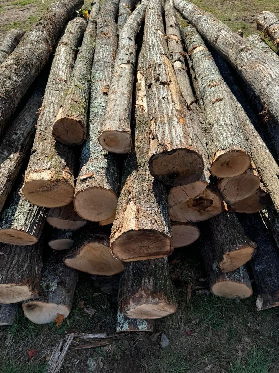 Stacked cut logs with visible bark and circular ends, piled outdoors.