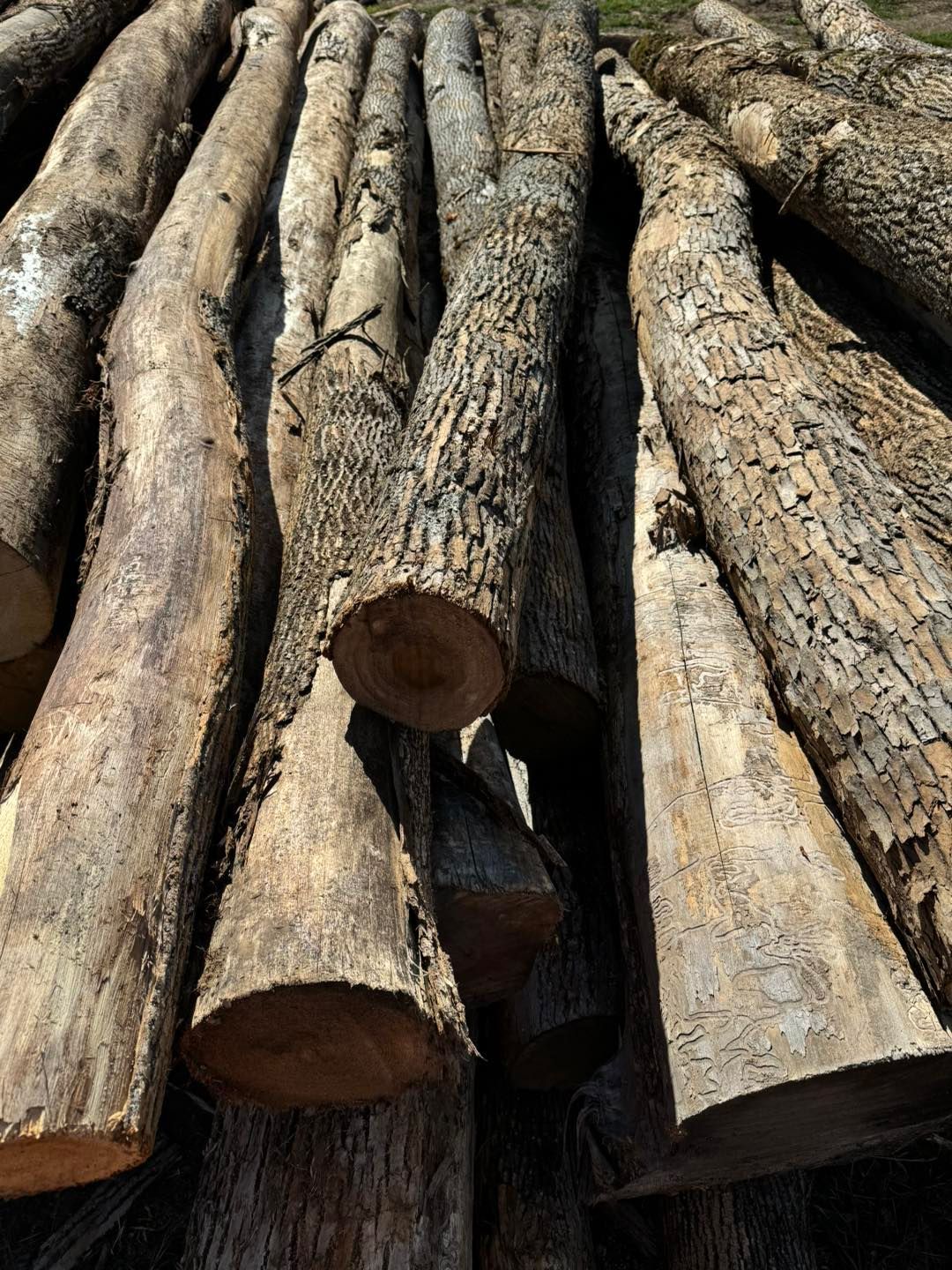 Stack of cut tree logs with rough bark and exposed circular ends, piled outdoors in sunlight