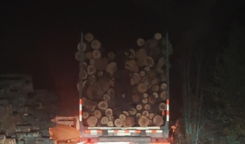 Truck loaded with cut logs at night, seen from behind on a dark road