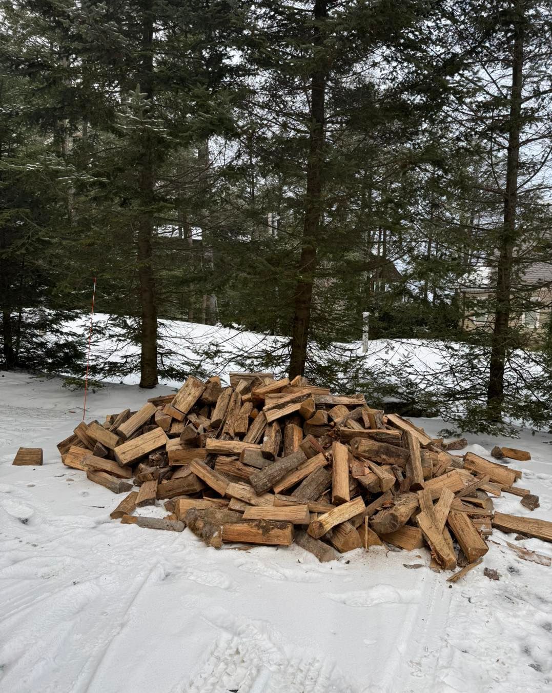 Pile of chopped firewood on snow in a wooded area