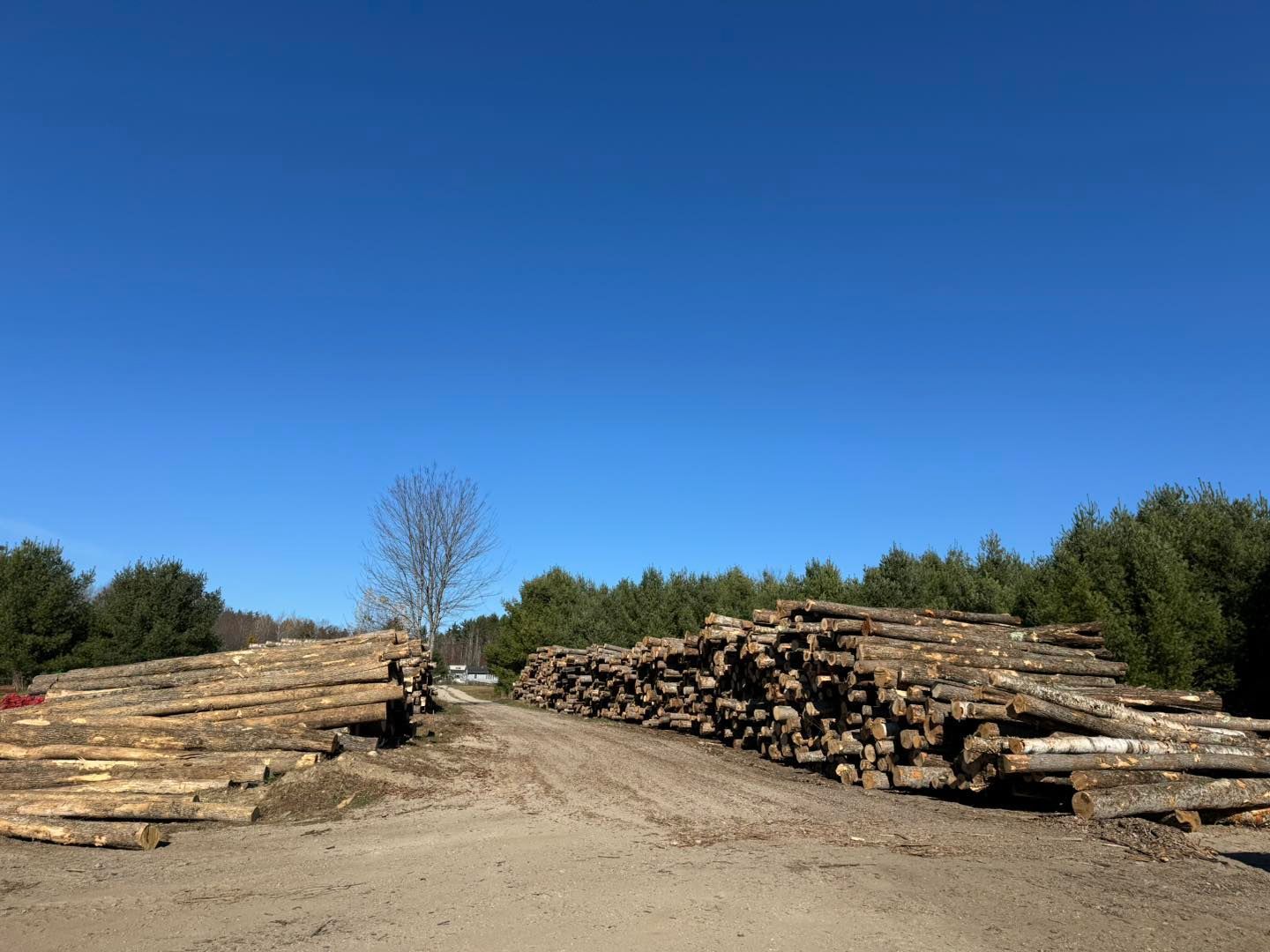Stacks of cut logs along a dirt road under a bright blue sky in a forest clearing