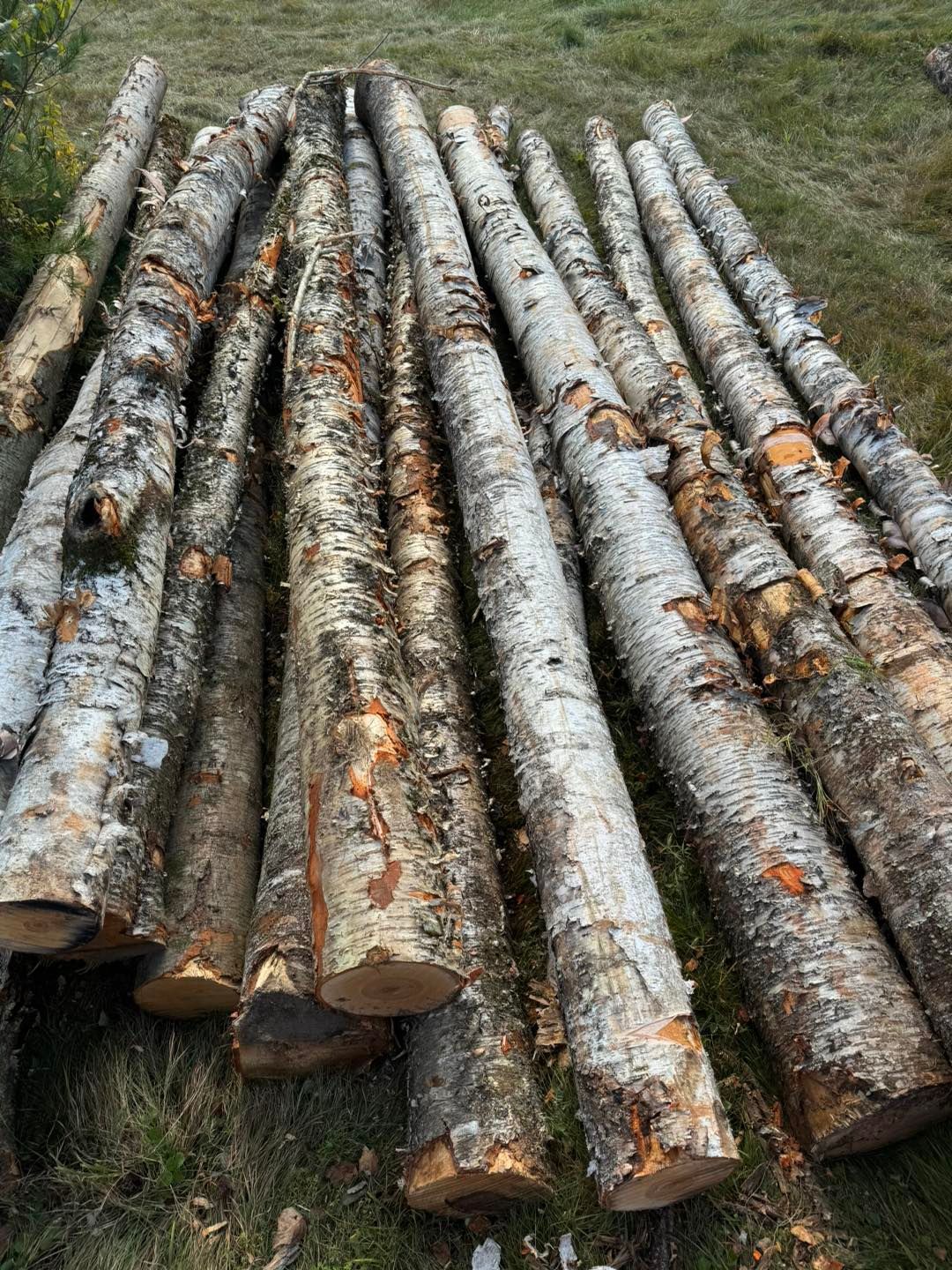 Stack of cut birch logs lying on grass, with white bark and orange-brown patches.