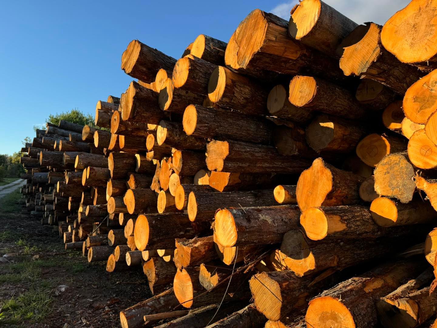 Stacked logs with freshly cut orange ends in a lumberyard beside a road under blue sky