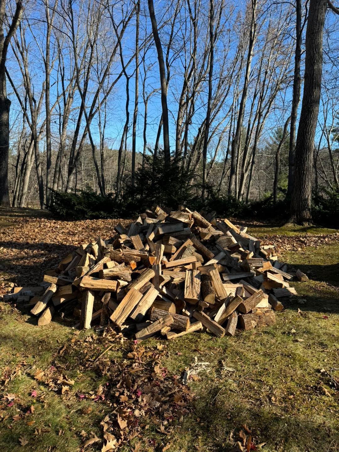 Pile of chopped firewood in a grassy yard with leafless trees under a clear blue sky