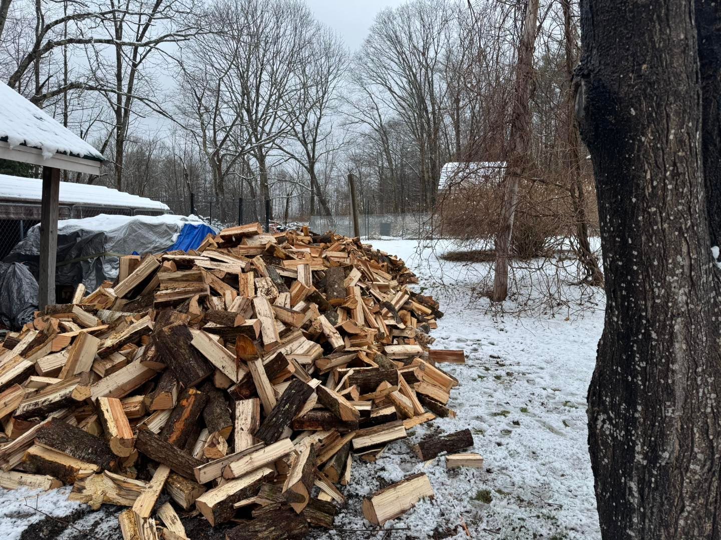 Pile of chopped firewood beside a snowy yard with bare trees and a shed