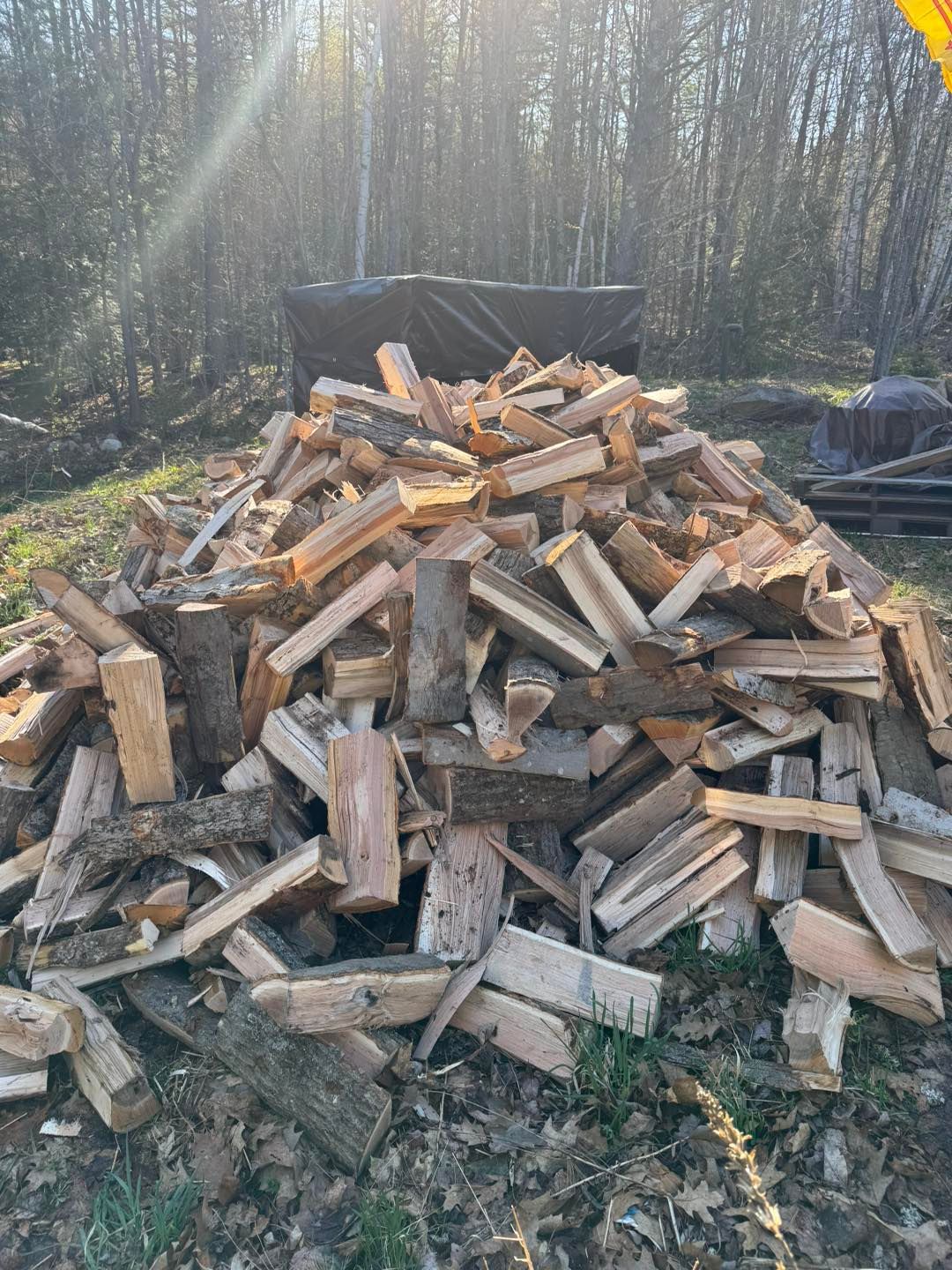 Pile of chopped firewood stacked outdoors in a wooded area with sunlight streaming through trees