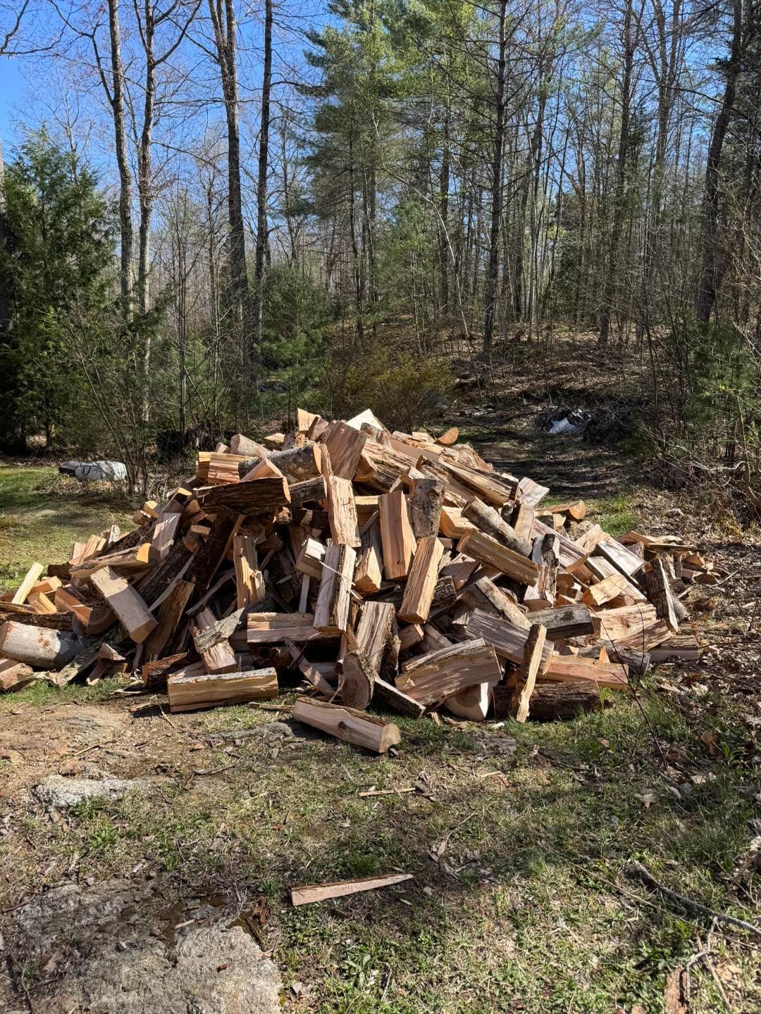 Pile of chopped firewood stacked on the ground in a wooded clearing on a sunny day