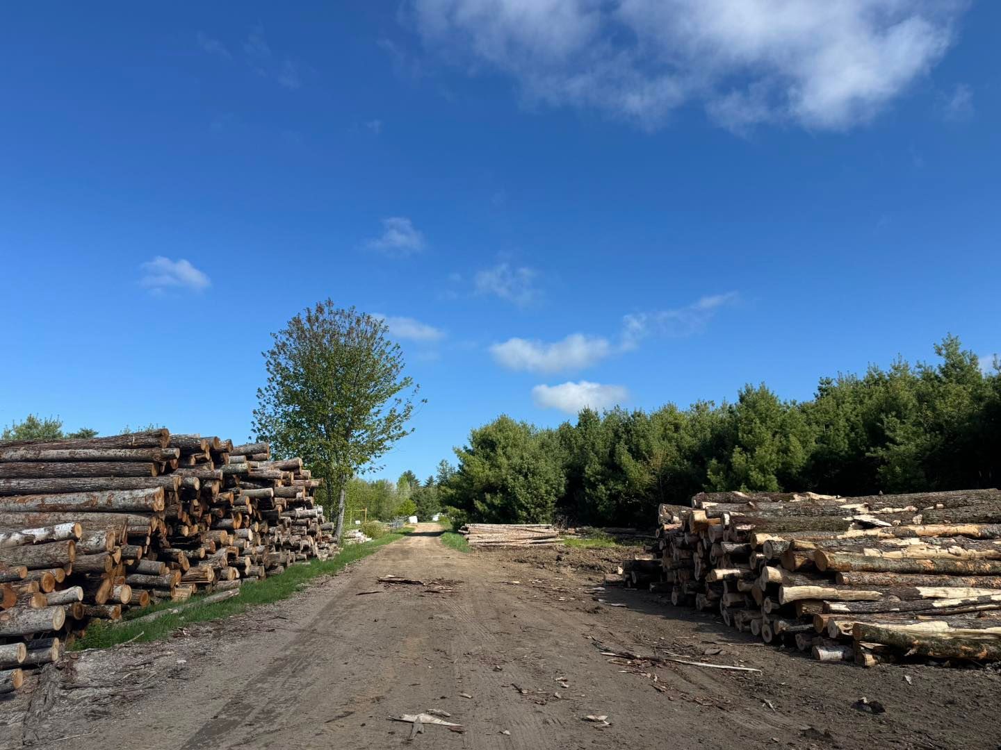 Wooded dirt road lined with stacked logs under a bright blue sky