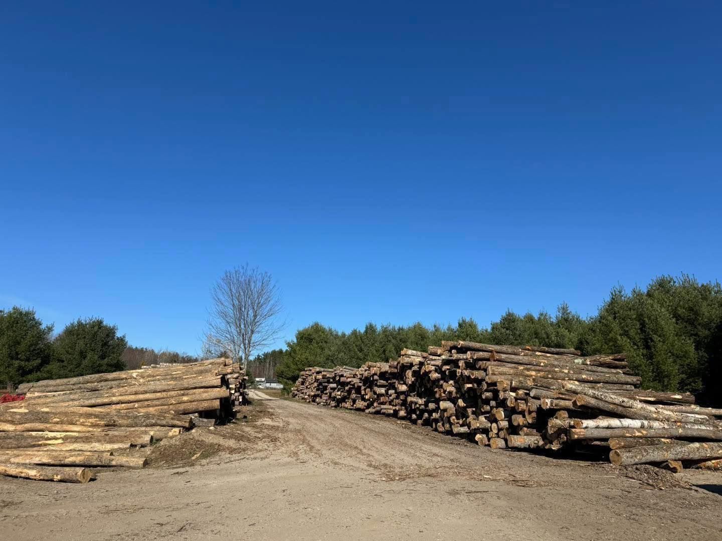 Stacks of cut logs piled along a dirt road under a clear blue sky in a forest clearing