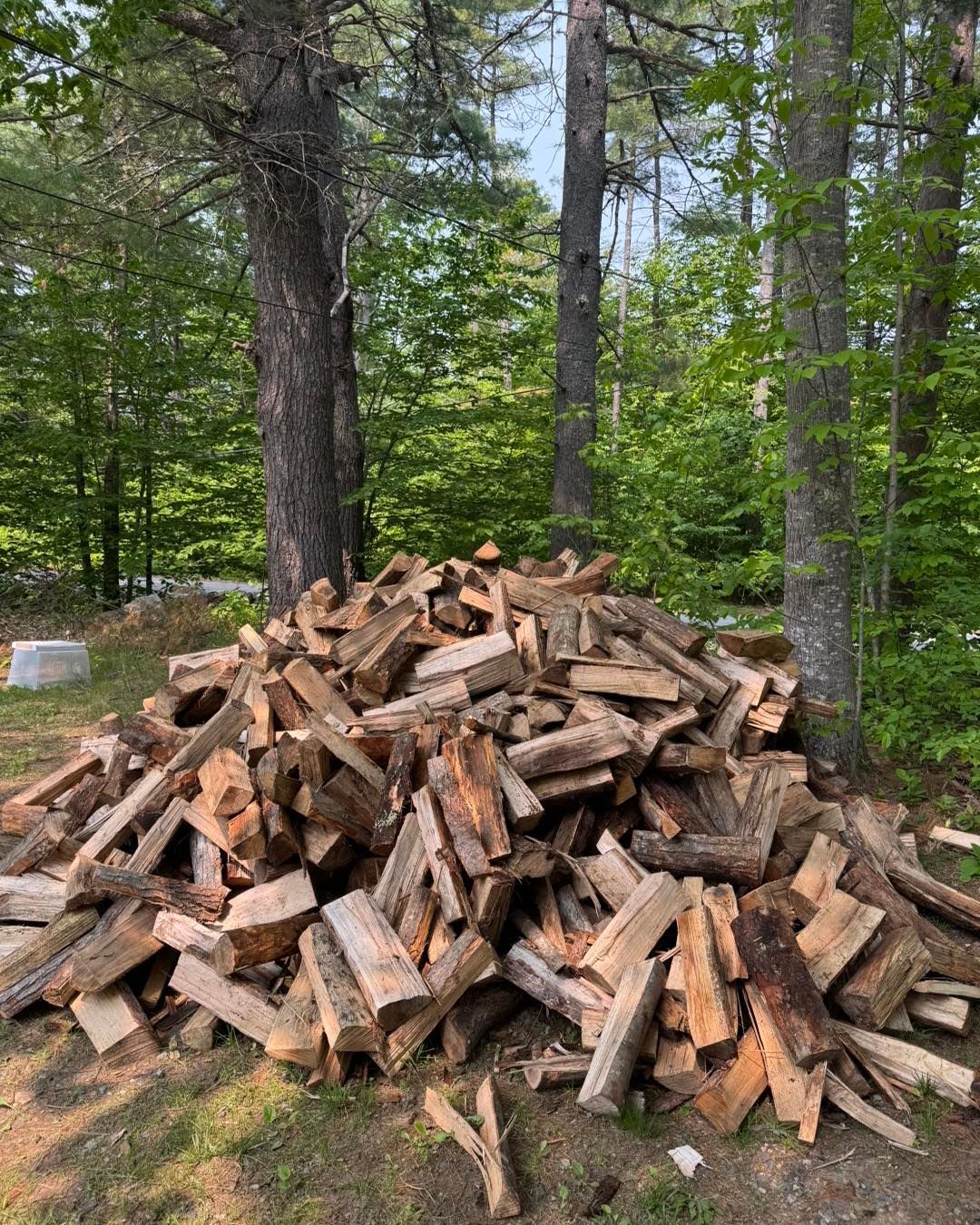 Pile of split firewood stacked outdoors among pine trees and green forest foliage.